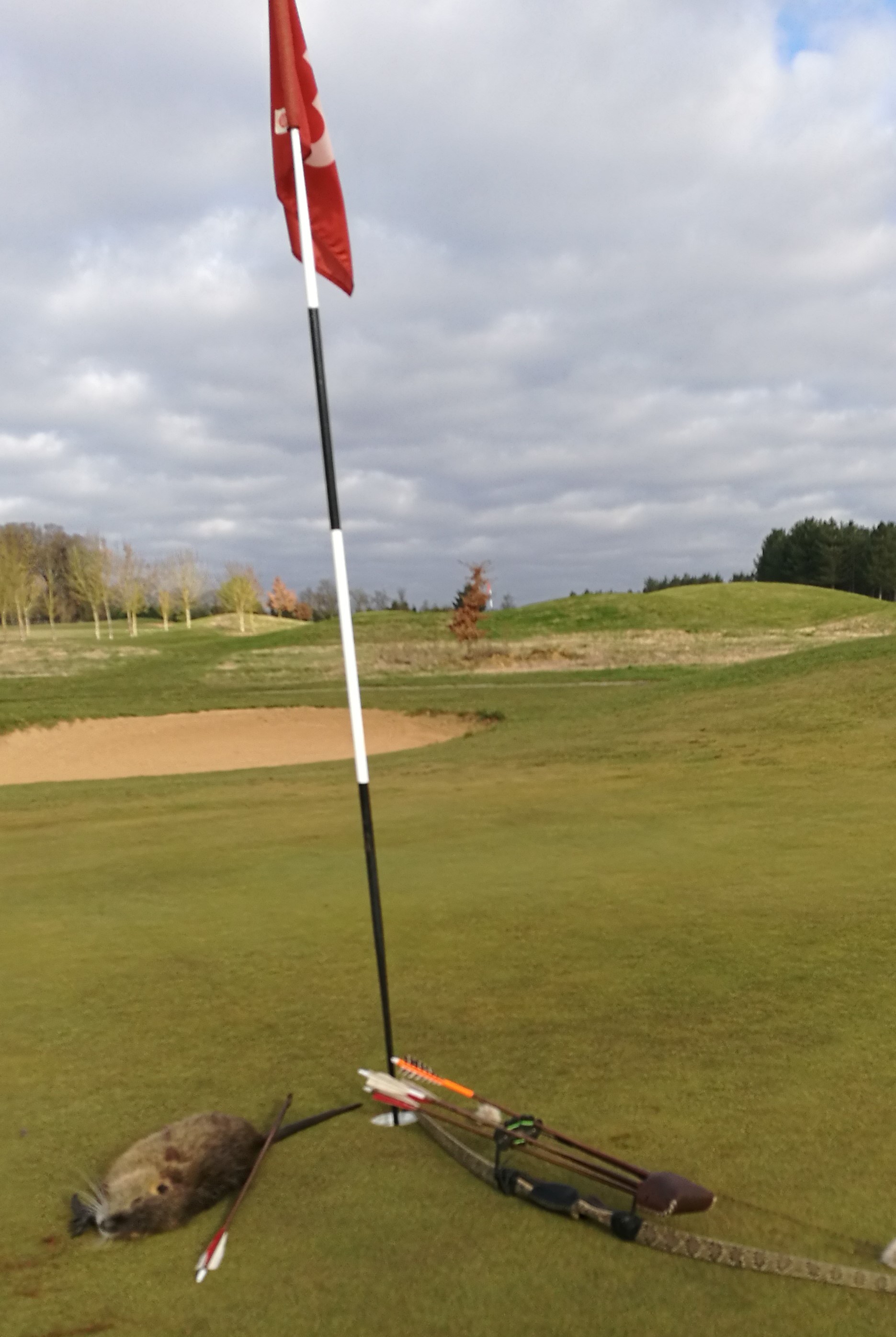 Régulation de ragondins sur un golf